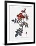 Red-Leaved Rose-Pierre Joseph Redoute-Framed Giclee Print