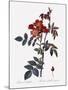 Red-Leaved Rose-Pierre Joseph Redoute-Mounted Giclee Print