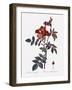 Red-Leaved Rose-Pierre Joseph Redoute-Framed Giclee Print