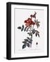 Red-Leaved Rose-Pierre Joseph Redoute-Framed Giclee Print