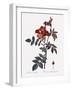 Red-Leaved Rose-Pierre Joseph Redoute-Framed Giclee Print