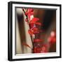 Red Leaves I-Rita Crane-Framed Photographic Print