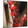 Red Leaves I-Rita Crane-Mounted Photographic Print