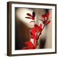 Red Leaves II-Rita Crane-Framed Art Print