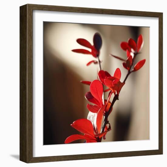 Red Leaves II-Rita Crane-Framed Art Print