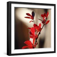 Red Leaves II-Rita Crane-Framed Art Print