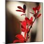 Red Leaves II-Rita Crane-Mounted Art Print