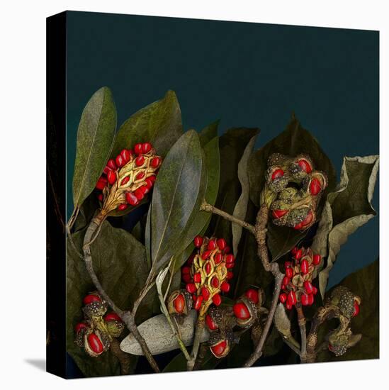 Red Leaves Magnolia Fruits-null-Stretched Canvas