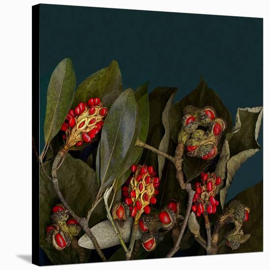 Red Leaves Magnolia Fruits-null-Stretched Canvas