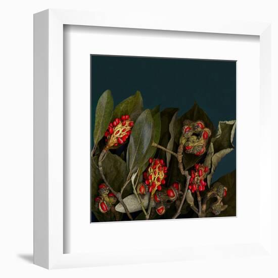 Red Leaves Magnolia Fruits-null-Framed Art Print