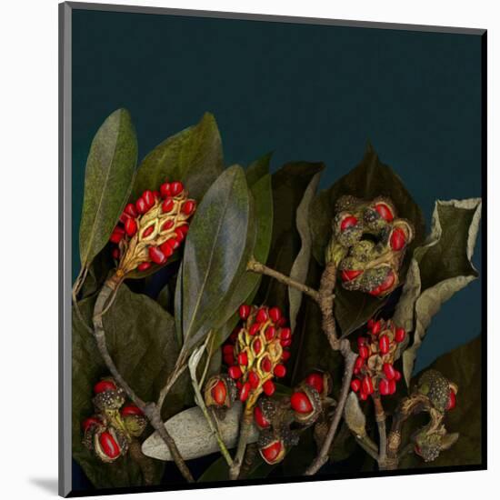 Red Leaves Magnolia Fruits-null-Mounted Art Print