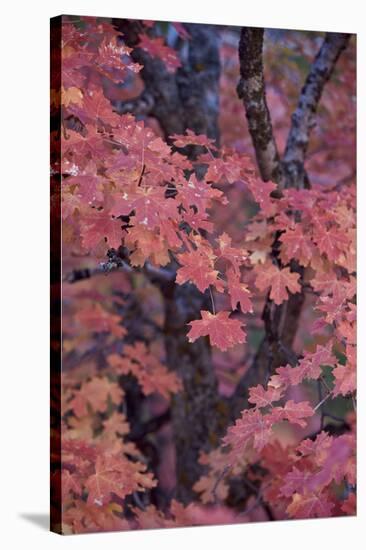 Red Leaves on a Big Tooth Maple (Acer Grandidentatum) in the Fall-James Hager-Stretched Canvas