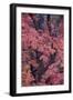 Red Leaves on a Big Tooth Maple (Acer Grandidentatum) in the Fall-James Hager-Framed Photographic Print