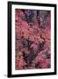 Red Leaves on a Big Tooth Maple (Acer Grandidentatum) in the Fall-James Hager-Framed Photographic Print