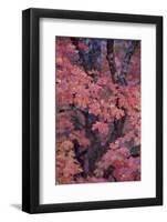 Red Leaves on a Big Tooth Maple (Acer Grandidentatum) in the Fall-James Hager-Framed Photographic Print