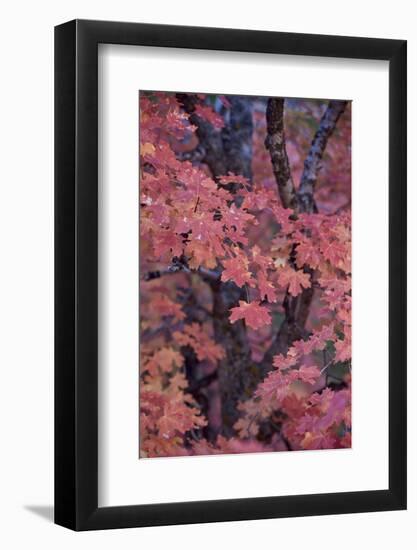 Red Leaves on a Big Tooth Maple (Acer Grandidentatum) in the Fall-James Hager-Framed Photographic Print