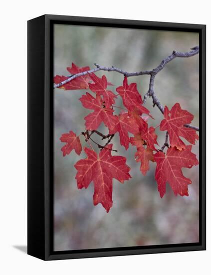 Red Leaves on a Big Tooth Maple Branch in the Fall-James Hager-Framed Stretched Canvas