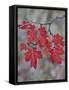 Red Leaves on a Big Tooth Maple Branch in the Fall-James Hager-Framed Stretched Canvas