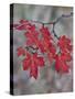 Red Leaves on a Big Tooth Maple Branch in the Fall-James Hager-Stretched Canvas