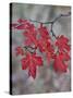 Red Leaves on a Big Tooth Maple Branch in the Fall-James Hager-Stretched Canvas