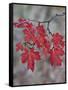 Red Leaves on a Big Tooth Maple Branch in the Fall-James Hager-Framed Stretched Canvas