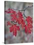 Red Leaves on a Big Tooth Maple Branch in the Fall-James Hager-Stretched Canvas