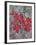 Red Leaves on a Big Tooth Maple Branch in the Fall-James Hager-Framed Photographic Print