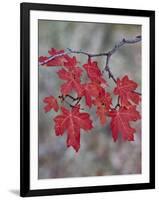 Red Leaves on a Big Tooth Maple Branch in the Fall-James Hager-Framed Photographic Print
