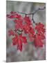 Red Leaves on a Big Tooth Maple Branch in the Fall-James Hager-Mounted Photographic Print