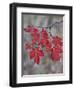 Red Leaves on a Big Tooth Maple Branch in the Fall-James Hager-Framed Photographic Print