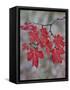 Red Leaves on a Big Tooth Maple Branch in the Fall-James Hager-Framed Stretched Canvas