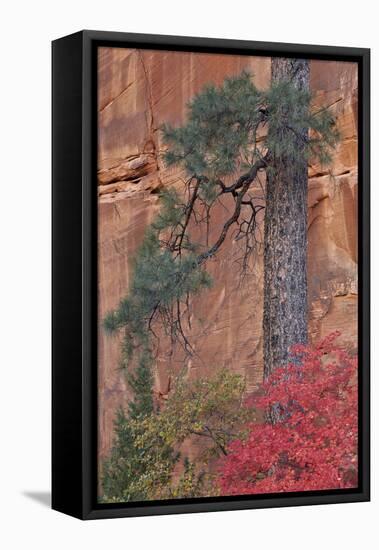 Red Leaves on a Big Tooth Maple-James Hager-Framed Stretched Canvas