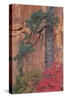 Red Leaves on a Big Tooth Maple-James Hager-Stretched Canvas