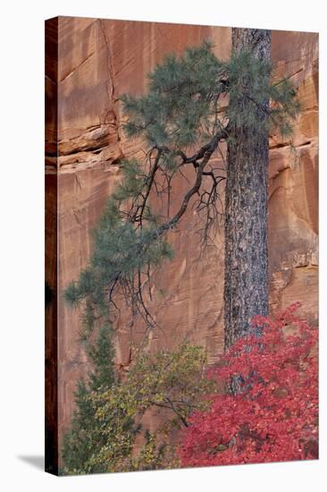 Red Leaves on a Big Tooth Maple-James Hager-Stretched Canvas