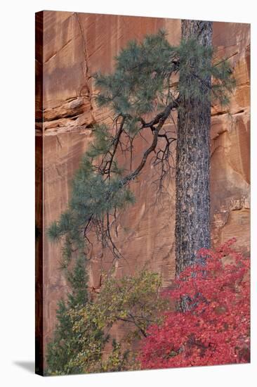 Red Leaves on a Big Tooth Maple-James Hager-Stretched Canvas