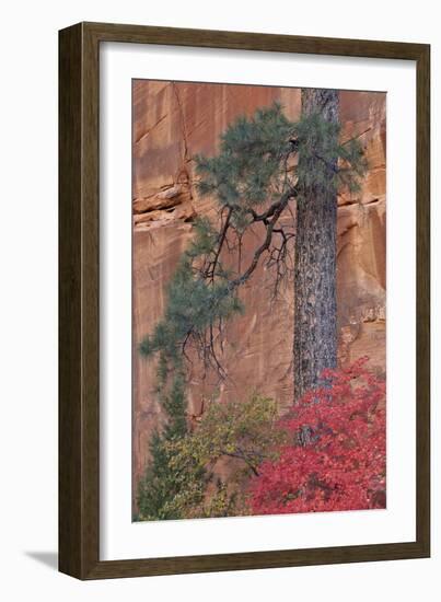 Red Leaves on a Big Tooth Maple-James Hager-Framed Photographic Print