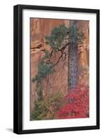 Red Leaves on a Big Tooth Maple-James Hager-Framed Photographic Print