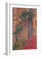 Red Leaves on a Big Tooth Maple-James Hager-Framed Photographic Print