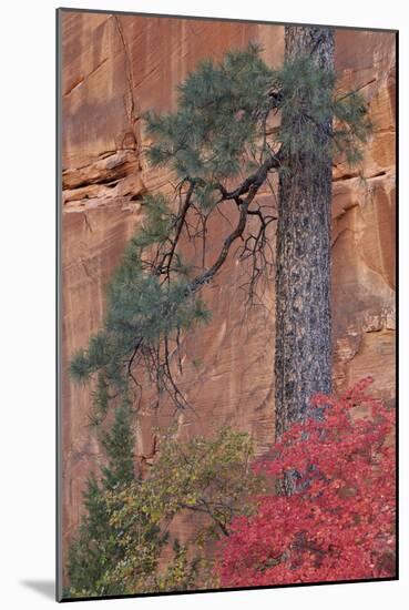 Red Leaves on a Big Tooth Maple-James Hager-Mounted Photographic Print