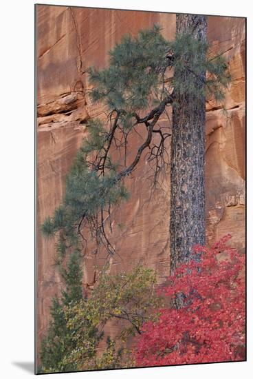 Red Leaves on a Big Tooth Maple-James Hager-Mounted Photographic Print