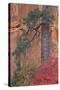 Red Leaves on a Big Tooth Maple-James Hager-Stretched Canvas