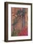 Red Leaves on a Big Tooth Maple-James Hager-Framed Photographic Print