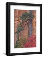 Red Leaves on a Big Tooth Maple-James Hager-Framed Photographic Print