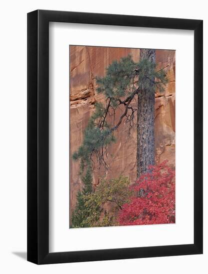 Red Leaves on a Big Tooth Maple-James Hager-Framed Photographic Print