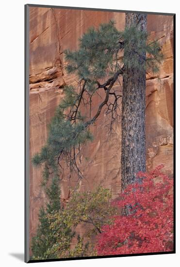 Red Leaves on a Big Tooth Maple-James Hager-Mounted Photographic Print