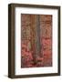 Red Leaves on a Bigtooth Maple (Acer Grandidentatum) Surround a Ponderosa Pine Trunk in the Fall-James Hager-Framed Photographic Print