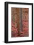 Red Leaves on a Bigtooth Maple (Acer Grandidentatum) Surround a Ponderosa Pine Trunk in the Fall-James Hager-Framed Photographic Print