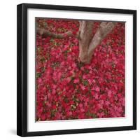 Red Leaves on Ground-Micha Pawlitzki-Framed Photographic Print