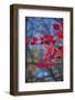 Red leaves on tree branch against blue sky-Anna Miller-Framed Photographic Print