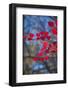 Red leaves on tree branch against blue sky-Anna Miller-Framed Photographic Print